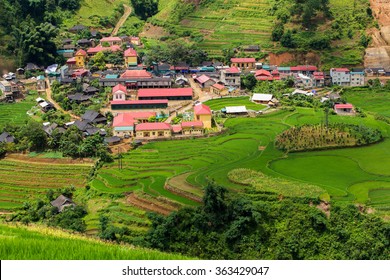 Rice Fields