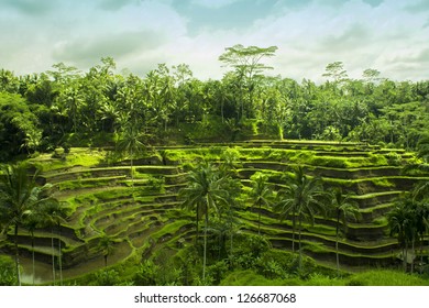 Rice Fields In Bali