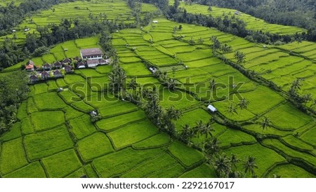Rice fields in Bali, Kintamani