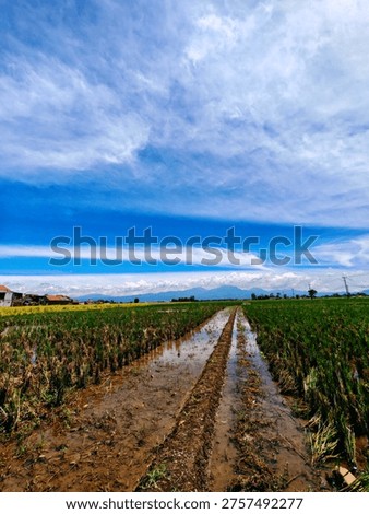 Rice fields at the base of the mountain with fairly sunny weather, taken at 11:35 in Ciparay, Bandung, Indonesia.