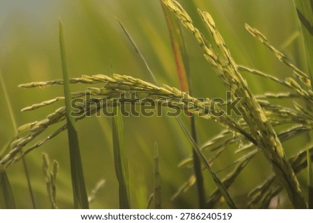The rice in the fields begins to bend because the grains are getting denser and fuller.
