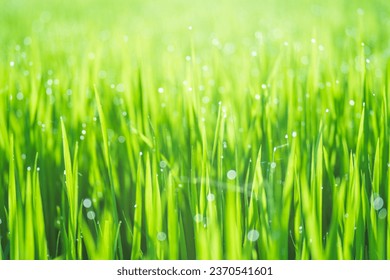Rice fields and Bokeh dew drop on the top of the rice fields in the morning sun, along with the rice fields that emphasize the soft background, selective focus, soft focus.