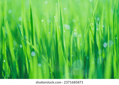 Rice fields and Bokeh dew drop on the top of the rice fields in the morning sun, along with the rice fields that emphasize the soft background, selective focus, soft focus.