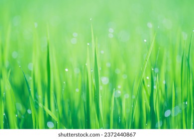 Rice fields and Bokeh dew drop on the top of the rice fields in the morning sun, along with the rice fields that emphasize the soft background, selective focus, soft focus.