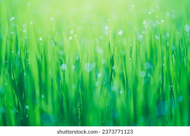 Rice fields and Bokeh dew drop on the top of the rice fields in the morning sun, along with the rice fields that emphasize the soft background, selective focus, soft focus.