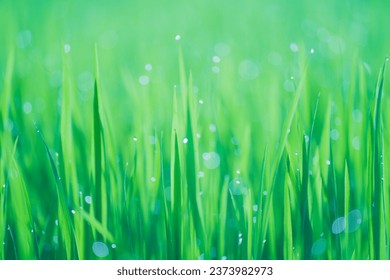 Rice fields and Bokeh dew drop on the top of the rice fields in the morning sun, along with the rice fields that emphasize the soft background, selective focus, soft focus.