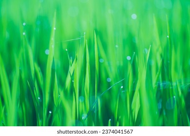 Rice fields and Bokeh dew drop on the top of the rice fields in the morning sun, along with the rice fields that emphasize the soft background, selective focus, soft focus.