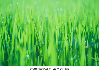 Rice fields and Bokeh dew drop on the top of the rice fields in the morning sun, along with the rice fields that emphasize the soft background, selective focus, soft focus.