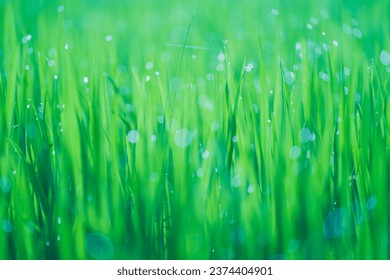Rice fields and Bokeh dew drop on the top of the rice fields in the morning sun, along with the rice fields that emphasize the soft background, selective focus, soft focus.