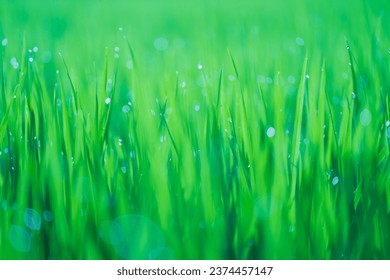 Rice fields and Bokeh dew drop on the top of the rice fields in the morning sun, along with the rice fields that emphasize the soft background, selective focus, soft focus.