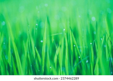 Rice fields and Bokeh dew drop on the top of the rice fields in the morning sun, along with the rice fields that emphasize the soft background, selective focus, soft focus.