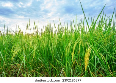 Rice fields and Bokeh dew drop on the top of the rice fields in the morning sun, along with the rice fields that emphasize the soft background, selective focus, and soft focus.