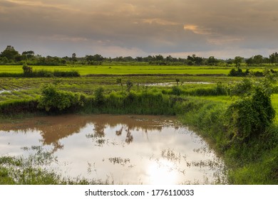 Rice fields and clear sky evening rainy season. The beginning of planting rice for farmers makes the environment look beautiful. Landscape and nobody's background. Travel and agriculture concept.
