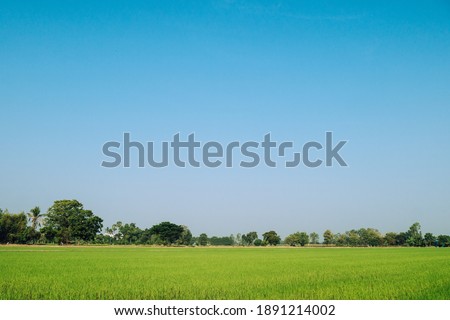 Rice fields and clear sky Ready for you to add text as you like

