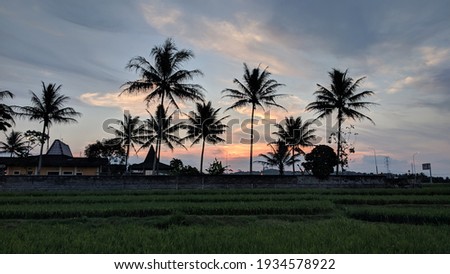 Rice fields and coconut tree silhouettes before sunset
