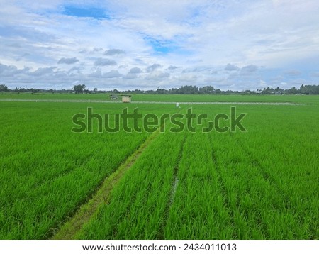 The rice fields in the Deli Serdang area which are still growing are neatly arranged with views of the cloudy sky in the afternoon