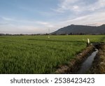 Rice fields and ditches that function to channel water to the rice fields. a rice field irrigation system