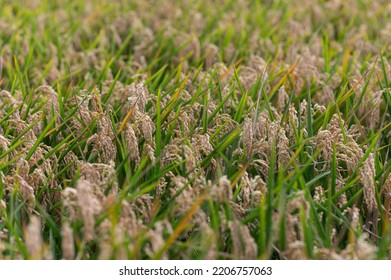 Rice Fields In The Ebro Delta.