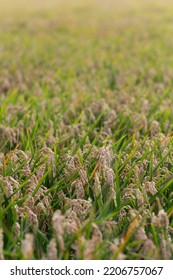 Rice Fields In The Ebro Delta.