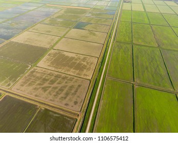 The rice fields are flooded with water. Flooded rice paddies. Agronomic methods of growing rice in the fields. Flooding the fields with water in which rice sown. View from above.