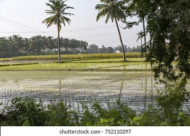 5,539 Tamil Nadu Plant Images, Stock Photos & Vectors 