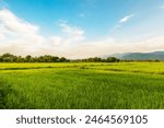 The rice fields are full, waiting to be harveste under blue sky. Farm, Agriculture concept.