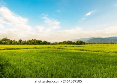 The rice fields are full, waiting to be harveste under blue sky. Farm, Agriculture concept. - Powered by Shutterstock