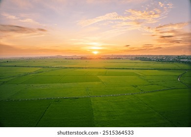 The rice fields are full, waiting to be harveste under blue sky. Farm, Agriculture concept. An Nhut, Vietnam