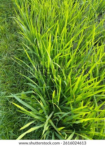 rice in the fields grren 