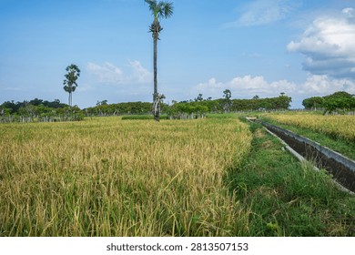 The rice fields here are fed by the Baing dam, which irrigates 2,000 hectares of farmland. The locals' rice crops are already beginning to ripen to yellow—harvest season is just around the corner 