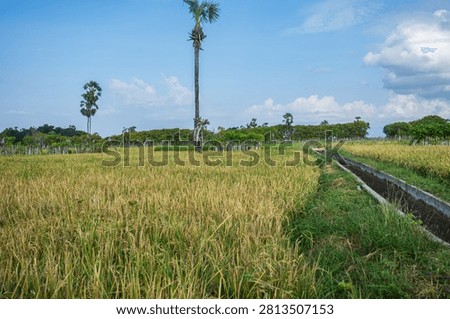 The rice fields here are fed by the Baing dam, which irrigates 2,000 hectares of farmland. The locals' rice crops are already beginning to ripen to yellow—harvest season is just around the corner 