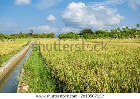 The rice fields here are fed by the Baing dam, which irrigates 2,000 hectares of farmland. The locals' rice crops are already beginning to ripen to yellow—harvest season is just around the corner 