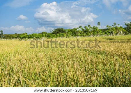 The rice fields here are fed by the Baing dam, which irrigates 2,000 hectares of farmland. The locals' rice crops are already beginning to ripen to yellow—harvest season is just around the corner 
