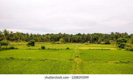 376 Andaman Agriculture Images, Stock Photos & Vectors 