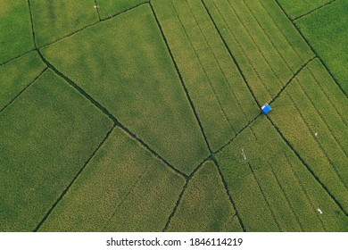 rice fields in Indonesia are very beautiful like a green carpet background - Shutterstock ID 1846114219
