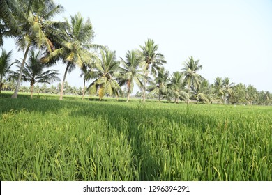 View Vast Green Rice Terraces Palm Stock Photo 483933973 | Shutterstock