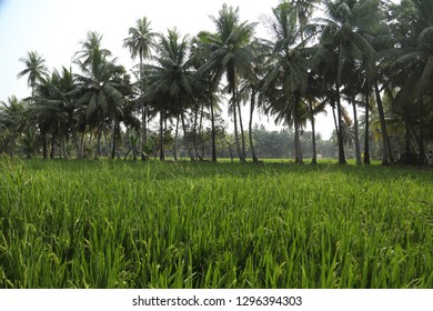 Rice Fields Kerala India Stock Photo 1296394303 | Shutterstock