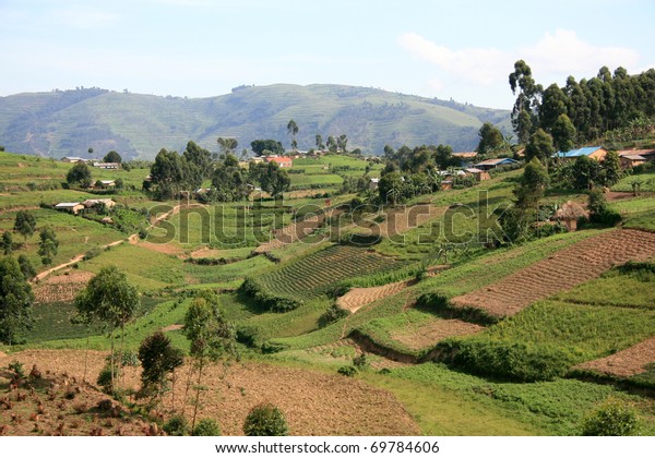 Rice Fields Kisoro District Uganda Pearl Stock Photo (Edit Now) 69784606