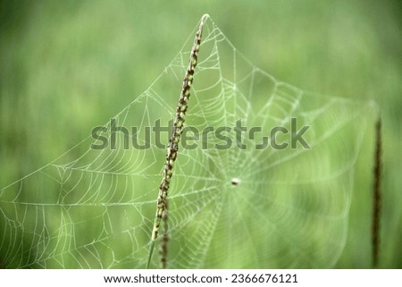 Similar – Image, Stock Photo Illuminated Anigozanthos 2