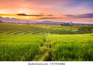 Rice Fields In The Morning With Sky Sunrise