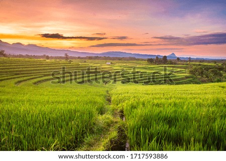 rice fields in the morning with sky sunrise