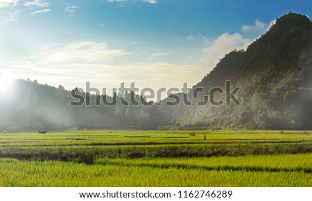 Rice Fields With Mountain Background