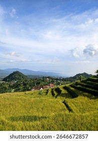 rice fields and mountains with bright clouds  