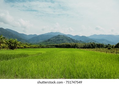 7,860 Taiwan rice field Images, Stock Photos & Vectors | Shutterstock