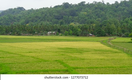 Rice Fields In Nagaon District Of Assam