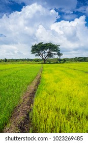 Rice Fields Near Avukana Town, North Central Province, Sri Lanka