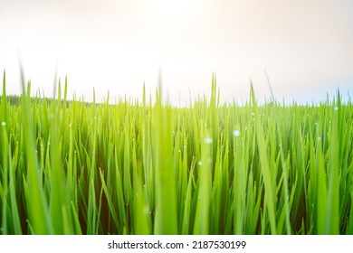 Rice Fields In Northeast China In July