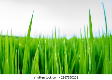 Rice Fields In Northeast China In July