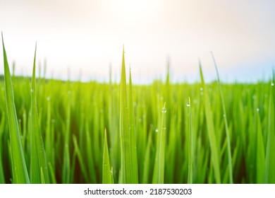 Rice Fields In Northeast China In July