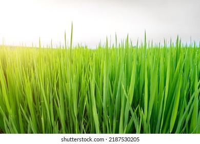 Rice Fields In Northeast China In July